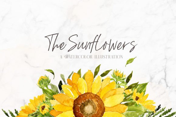 Download Sunflowers Watercolor Illustrations - Illustrations Collection